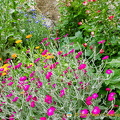 Marksburg Castle medieval herb garden